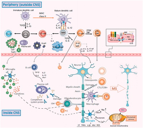 Figure 1. Schematic representation of the immunological and pathological events observed in MS. Oxidative stress in endothelial cells leads to damage to astrocytes, activation of macro-phages/microglial cells and apoptosis in oligodendrocytes. Oxidative stress also increases the production and function of MMPS in endothelial cells and macrophages. These sequential events enhance disruption of BBB. Destruction of the CNS parenchyma and BBB lead to generation of creates chemotactic factors for leukocytes. Therefore, these events disturb BBB integrity and attract leukocytes into the CNS. The myelin-derived antigens will be taken by APC and presented to CD4+ and CD8+ T-cells. Inflammatory mediators such as osteopontin, IL-1, IL-12, TNFα, IL-23 and other cytokines enhance the differentiation of CD4+ TH cells toward TH1 and TH17 cells. These inflammatory leukocytes in the CNS can either directly or indirectly induce neuronal, axonal and oligodendrocyte damage. MS: multiple sclerosis, CNS: central nervous system, TGF: transforming growth factor, IL: interleukin, MQ: macrophage, IFN: interferon, H1R: histamine receptor 1, H2R: histamine receptor 2, JAM: junctional adhesion molecules, MMPs: matrix metalloproteinases, PBM: parenchymal basement membrane, ROS: reactive oxygen species, VBM: vascular basement membrane.