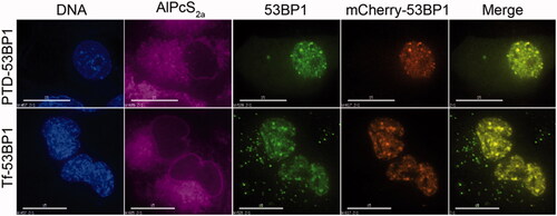 Figure 6. Localization of 53BP1-streptavidin complexes to repair foci. Cells were transfected with mCherry53BP1 expression plasmid(23) to establish a reference for foci formation, then with indicated transferrin-53BP1 or PTD-53BP1 delivery platforms. Cells were treated with 2 Gy of 137Cs radiation, and then live cell imaging was performed. Columns are labeled as in Figure 4, with the inclusion of a mCherry channel and merge channel which merged 53BP1-streptavidin and mCherry-53BP1 images. Note that AlPcS2a has been assigned a purple color to distinguish from mCherry. Scale bars, 15 μm.