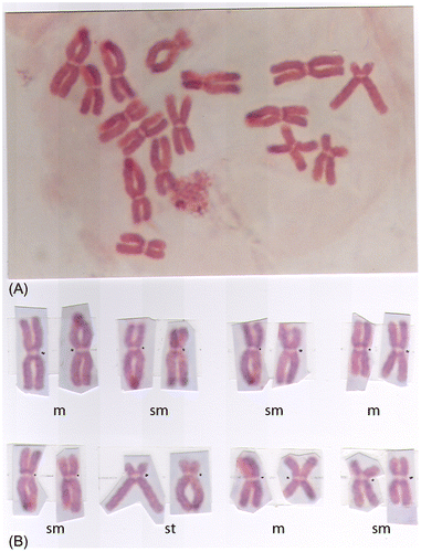 Figure 2. (A) Diploid metaphase chromosome; and (B) its karyotype from the root cells of onion (Allium cepa L.) containing 2n = 16 with 6 m, 8 sm and 2 st chromosomes (Figure 2b).