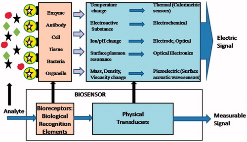 Figure 2 Schematic diagram showing basic principles of the biosensors.