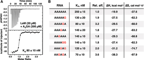 Figure 2. Isolated guanine bases increase the affinity of LaM binding measured by ITC. (A) Thermogram of the RNA ligand 5´-APAPAPAPGPA-3´ binding LARP1 (323-410). (B) Table of binding affinities of singly and doubly guanine-substituted poly(A) RNAs. Experimental details are given in Suppl. Table 1 and Suppl. Figure S2.