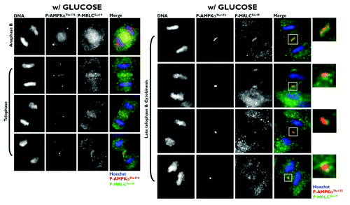 Figure 2. Co-localization analysis of phospho-AMPKαThr172 and phospho-MRLCSer19 during mitosis and cytokinesis in glucose-supplemented A431 epidermoid cancer cells. Figure shows representative portions of cell dividing-containing images captured on a BD PathwayTM 855 Bioimager System with a 40x objective in different channels for phospho-AMPKThr172 (red), phospho-MRCLSer19 (green) and Hoechst 33258 (blue) and merged using BD AttovisionTM software. The rectangular regions (white line) are enlarged and shown as high magnification insets. A phospho-myosin light chain 2 (Ser19) mouse monoclonal antibody (#3675) was used in the set of images (and also in Figs. 3 and 4).