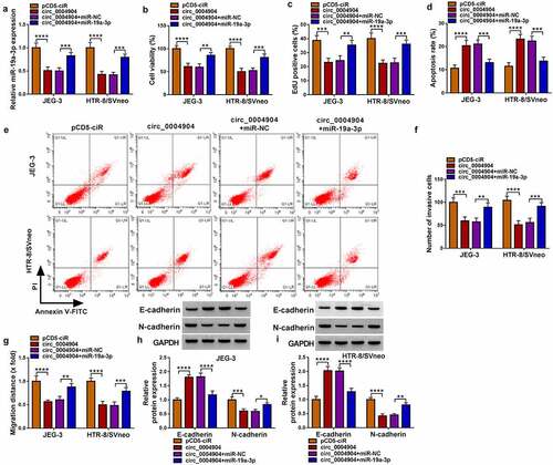 Figure 4. Circ_0004904 suppressed trophoblast cell behaviors through inhibiting miR-19a-3p. JEG-3 and HTR-8/svneo cells were transfected with pCD5-ciR, circ_0004904, circ_0004904+mir-NC or circ_0004904+mir-19a-3p. (a) RT-qPCR was used for miR-19a-3p level analysis. (b-c) CCK-8 assay and EdU assay were used for assessment of cell viability (b) and proliferation (c). (d-e) Flow cytometry was used for detection of cell apoptosis rate. (f-g) Transwell assay and wound healing assay were used for examination of cell invasion (f) and migration (g). (h-i) Western blot was used for protein determination of E-cadherin and N-cadherin. Experiments were repeated for three times with three parallels. *P <0.05, **P <0.01, ***P <0.001, ****P <0.0001.