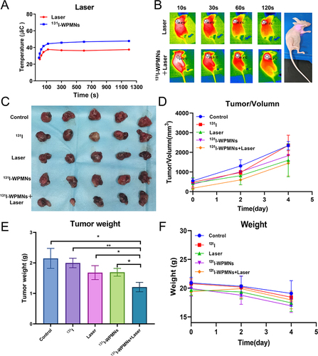 Figure 5 All of these results are expressed as the mean ± SD. Asterisk indicates *p-value < 0.05 and **p-value < 0.01. (A) Changes in tumor temperature in two groups treated with photothermal therapy upon exposure to the NIR (Near-Infrared) laser. (B) Infrared thermal images depicting the temperature evolution of mice in two photothermal therapy groups over 120 seconds, highlighting the tumor-bearing areas. (C) Photographic documentation of tumors from each experimental group on the final day of treatment, n=5. (D) Temporal progression curves illustrating changes in tumor volume across the five experimental groups, n=5. (E) Comparative statistics of tumor weights from each group measured on the last day of treatment, n=5. (F) Temporal progression curves depicting variations in body weight for each mouse group throughout the treatment period, n=5.