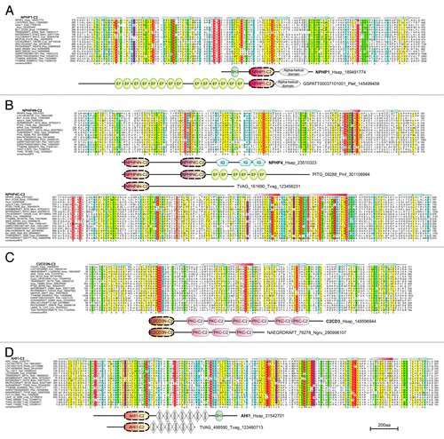 Figure 3. Multiple sequence alignment and domain architectures of novel C2 domains of ciliary proteins, such as NPHP1 (A), NPHP4 (B), C2CD3 (C) and AHI1 (D). For species abbreviations, refer to the Materials and Methods section.