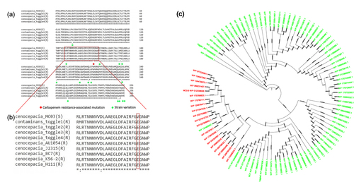 Figure 2 (a and b) Multiple sequence alignment of PenR in different strains of Burkholderia cepacia complex. The red box in (a) focuses on the possible deleterious mutations in multiple sequence alignments of PenR, and the red box in (b) indicated the deleterious substitution at E151V in PenR. Red dots represent carbapenem resistance associated mutations. Green dots indicate strain variation. E151V mutation in Burkholderia cepacia complex remained sensitive to carbapenem. The asterisk (*) indicated the position without mutation or variation of the multiple sequence alignments in PenR. (c) Phylogenetic tree of Burkholderia spp. Ninety-five strains of Burkholderia spp. are analyzed and the phylogenetic trees E151V mutation consisted in other carbapenem-sensitive strains of Burkholderia spp. (red color).