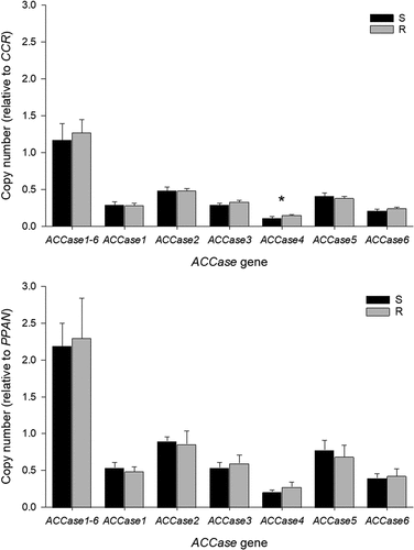 Figure 4. Relative gene copy number estimation of acetyl CoA carboxylase (ACCase) genes in susceptible (S) and resistant (R) barnyardgrass accessions. CCR and PPAN were used as reference genes to measure the relative gene copy number. Bars ± standard deviation of the mean. A significant difference between susceptible and resistant barnyardgrass accession on each gene is indicated by an asterisk (P ≤ .05).