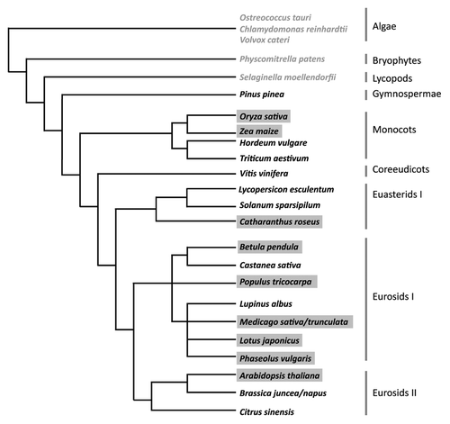 Figure 1 Phylogenetic relation of plant species used in cytokinin signaling research. Species written in grey were used in bioinformatic analysis.Citation5 Black font marks species in which experimental data for cytokinin signaling components have been obtained on the RNA level. In species shaded in grey functional assays have been performed for members of the cytokinin signaling pathway (tree based on Sitte et al. 2002).Citation65