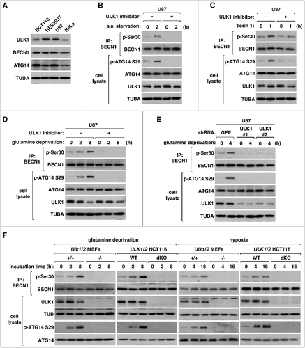 Figure 3. ULK1 is required for BECN1 Ser30 phosphorylation in response to glutamine deprivation and hypoxia.(A) Comparison of the expression levels of ULK1 in different cell lines. (B-D) BECN1 Ser30 phosphorylation in response to amino acid starvation (B), Torin 1 (C), and glutamine deprivation (D) is completely blocked by SBI-0206965, a ULK1 inhibitor. U87 cells were pre-treated with vehicle (-) or SBI-0206965 at 10 μM (+) for 30 min. Then, the cells were incubated in EBSS supplemented with 10% dialyzed fetal bovine serum (B), treated with Torin 1 (250 nM) (C), or incubated in DMEM deprived of glutamine and supplemented with 10% dialyzed fetal bovine serum (D) for the periods of time as indicated. (E) ULK1 knockdown suppresses the induction of BECN1 Ser30 phosphorylation by glutamine deprivation in U87 cells. Two different lentiviral shRNA constructs were used to knock down ULK1, whereas a GFP shRNA construct was used as control. (F) ULK1 and ULK2 are necessary for glutamine deprivation and hypoxia to induce BECN1 Ser30 phosphorylation. MEFs and HCT116 cells were incubated in DMEM depleted of glutamine or in a hypoxia chamber containing 1% oxygen and 5% CO2 for the periods of time as indicated.