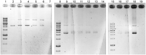 Figure 6. Effects of extracts (1 and 2 mg/mL) against oxidative damage to DNA (pUC19) caused by UV-photolysis of H2O2 (3%, v/v), lines 2, 9 and 18 are only plasmid DNA (blank: untreated and non-irradiated DNA), lines of 7, 14 and 19 are negative controls (untreated UV-irradiated DNA) in each running set. Line 3 and 4, H2O2/UV in the presence of UTMC 537 extract with concentrations of 1 and 2 mg/mL, respectively. Line 5 and 6, H2O2/UV in the presence of UTMC 863 extract at concentrations of 1 and 2 mg/mL, respectively. Line 10 and 11, H2O2/UV in the presence of UTMC 2188 extract at concentrations of 1 and 2 mg/mL, respectively. Line 12 and 13, H2O2/UV in the presence of UTMC 2237 extract at concentrations of 1 and 2 mg/mL, respectively. Line 16 and 17, H2O2/UV in the presence of UTMC 2091 extract at concentrations of 1 and 2 mg/mL, respectively.