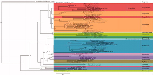 Figure 1. Phylogenetic trees of O. stimpsoni based on 13 PCGs sequences using ML method. The nucleotide data of 61 Decapoda species were downloaded from NCBI GenBank.