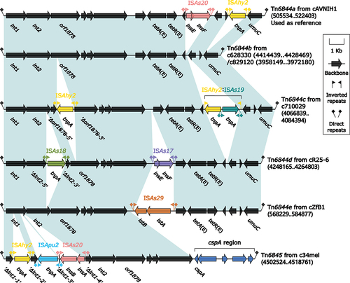 Figure 4. Comparison of Tn6844a and five related IMEs. Genes were illustrated as arrows, while mobile genetic elements and other features were designated with distinct colours corresponding to their functional classification. Regions of homology, which were defined by nucleotide identity greater than 95%, were highlighted with a shaded background. Pseudogenes were indicated by a single quotation mark preceding their name.