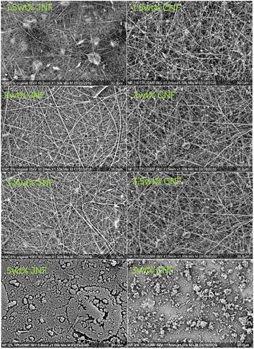 Figure 3. SEM images of JNFs and CNFs of different concentrations.