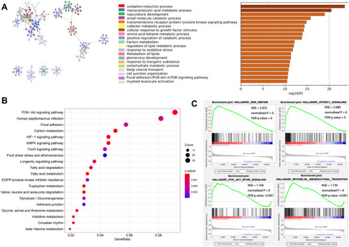 Figure 3 Function annotation of specific genes of the cluster 2 subtype. (A) Top 20 significantly enriched biological processes in the cluster 2 subtype. (B) KEGG pathway analysis. (C) GSEA analysis.