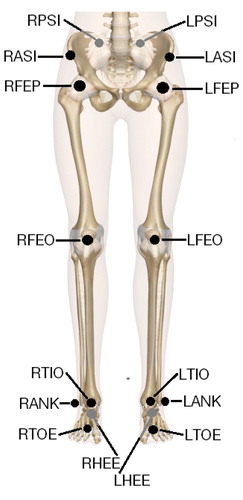 Figure 3. Location of the markers employed (according to standard Vicon plug-in gait lower body model1). RPSI, LPSI, RHEE, and RHEE markers’ location is on the back side of the body, thus they are marked with gray color. Credit (Taylor Citation2012).