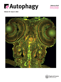 Cover image for Autophagy, Volume 18, Issue 2, 2022