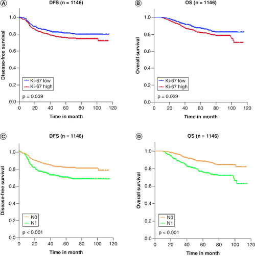 Figure 1. Kaplan-Meier survival curve in triple-negative breast cancer patients.High Ki-67 expression index was remarkably linked with poorer DFS (log-rank p = 0.039; Figure 1A) and OS (log-rank p = 0.029; Figure 1B). The lymph node stage was also substantially correlated with worse DFS (log-rank p < 0.001; Figure 1C) and OS (log-rank p < 0.001; Figure 1D). (A) Disease-free survival curve of the Ki-67 group; (B) overall Survival curve of the Ki-67 group; (C) disease-free survival curve of the lymph node stage group; (D) overall survival curve of the lymph node stage group.DFS: Disease-free survival; N0: no lymph node metastases; N1: One to three axillary lymph node metastases; OS: Overall survival.