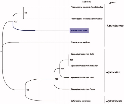 Figure 1. Phylogenetic tree in Sipuncula. The complete mitogenomes is downloaded from GenBank and the phylogenic tree is constructed by maximum-likelihood method with 100 bootstrap replicates. The bootstrap values were labeled at each branch nodes. The gene's accession number for tree construction is listed as follows: Phascolosoma pacificum (NC_031412), Phascolosoma esculenta From Wenzhou(NC_012618), Phascolosoma esculenta From Beibu Bay (MG873458), Sipunculus nudus from France (NC_011826), Sipunculus nudus from Yanta (KP751904), Sipunculus nudus from Gulei (KJ754934), Sipunculus nudus from Beibu Bay (MG873457), and Siphonosoma cumanense (MN813483).