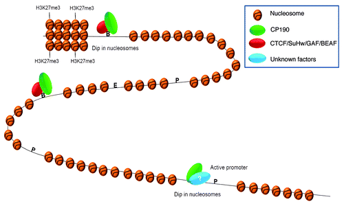 Figure 1. CP190 and the global organization of chromatin. CP190 acts as a mediator for dCTCF and Su(Hw) class of insulators by blocking enhancer-promoter communication. CP190 binds to active promoters which inversely correlate with nucleosome occupancy by unknown mechanisms. This trend is also seen at the borders of H3K27me3. Moreover, CP190 has many binding sites throughout the genome that do not overlap with any of the known insulator binding proteins. P, promoter; E, enhancer; B, boundary; ?, indicates an unknown protein partner.