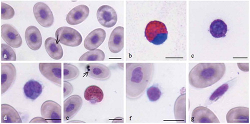 Figure 2. Blood smears of Emys trinacris stained with May-Grünwald Giemsa. Pictures were taken with an optical microscope equipped with a digital camera. a, erythrocyte; b, eosinophil; c, basophil; d, monocyte; e, heterophil; f, lymphocyte; g, thrombocyte. Scale bars: 10 µm.
