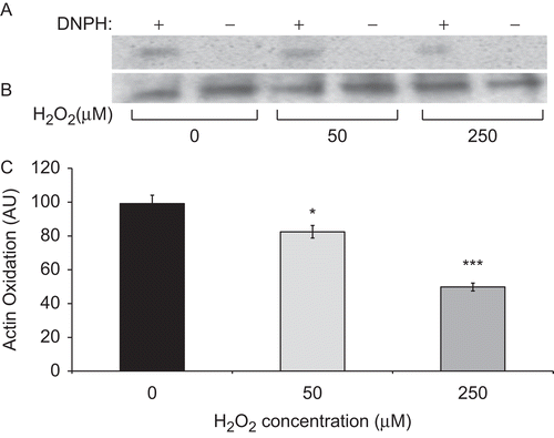 Figure 5.  H2O2 reduces hyperoxia-induced actin oxidation. Actin was immunoprecipitated from RAW cells, that were cultured in 95% O2 for 24 h and then treated with different concentrations of H2O2 for 1 h. Cell lysates were incubated with 2,4-DNPH in TFA to convert carbonyl groups to their 2,4-DNP–hydrazone derivatives. The resulting proteins were resolved on SDS-PAGE and Western blotting analysis was performed using anti-DNP primary and then HRP-conjugated secondary antibodies. (A) Blots represented oxidized actin. (B) Blots represent total amounts of actin. (C) Quantification of blots represented in panel A. Data are expressed in arbitrary units. Each value represents mean ± SE of three independent experiments. Value is significantly (*p ≤ 0.05, ***p ≤ 0.001) different from that of hyperoxic controls.