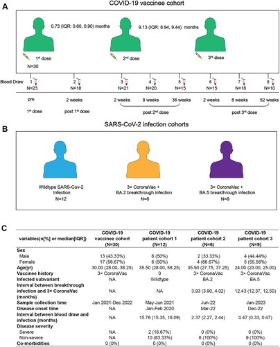 Figure 1. The study design and the characteristics of participants in our cohort. (A) The study design of our vaccine cohort. (B) Three convalescent COVID-19 patient cohorts, including WT strain infection only (cohort 1), BA.2 (cohort 2), and BA.5 (cohort 3) breakthrough infection following 3-dose of CoronaVac. (C) The demographic and clinical characteristics of four study cohorts.