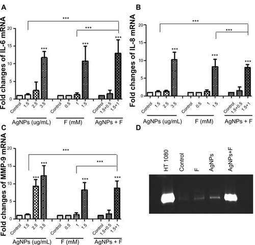 Figure 6 Effect of AgNPs and F on the expression level of inflammatory markers in CRL-2014 cells. The gene expression of IL-6 (A), IL-8 (B), and MMP-9 (C) was investigated. CRL-2014 cells exposed simultaneously to both AgNPs and F produced significantly higher levels of IL-6, IL-8, and MMP-9 compared to control cells and AgNPs-and F-treated cells, respectively (***P<0.001); (D) representative zymogram showing the gelatinolytic activity of MMP-9 in the conditioned media from CRL-2014 exposed to AgNPs and F as in (A).Note: HT1080 conditioned media was run as an internal control.Abbreviations: AgNPs, silver nanoparticles; F, fluoride; mRNA, messenger RNA; MMP, matrix metalloproteinase-9.