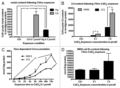 Figure 1. (A) Comparison between Cd and Hg accumulation in MIN6 cells following exposure to Cd or Hg 0.1 µmol/L for 48 h (n = 4). (B) Comparison between 3T3 and MIN6 cell Cd accumulation following exposure to 0.1 or 1 µmol/L CdCl2 for 72 h compared with non-exposed control cells (n = 3). (C) Cd accumulation in MIN6 and 3T3 cells following exposure to 0.1 µmol/L CdCl2 for 1, 2, 4, 8, 24, 48 or 72 h (n = 3), (D) MIN6 cell Zn content following Cd exposure for 72 h: Changes in Zn concentration following exposure to 0.1 or 1 µmol/L CdCl2 for 72 h (n = 3). All metal concentrations are expressed as µmol/g protein *, p < 0.05, **, p < 0.01. The Student’s t-test with Bonferroni correction was used for comparison of Cd, Hg and Zn concentrations at 72 h (A, B and D). Two-way ANOVA was used to compare the time dependent rate of Cd accumulation between 3T3 and MIN6 cells (C).