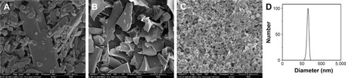 Figure 4 SEM images and normal size distribution curve of samples.Notes: (A) SEM image of free honokiol; (B) SEM image of the freeze-dried honokiol nanoparticles; (C) SEM image of the processed honokiol nanoparticles; (D) normal size distribution curve of the freeze-dried honokiol nanoparticles.Abbreviation: SEM, scanning electron microscopy.