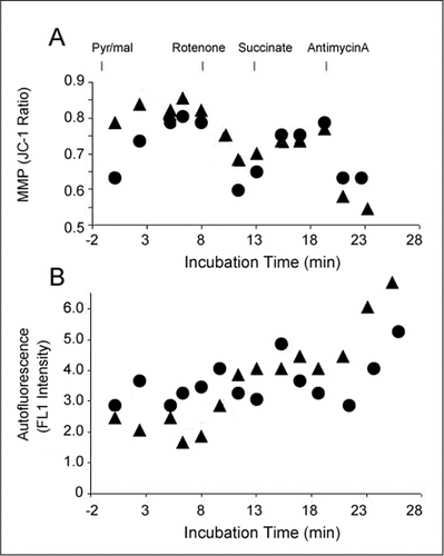 Figure 2. Mitochondrial membrane potential (MMP) and autofluorescence in isolated mitochondria.(A) MMP of isolated mitochondria incubated in respiration buffer prior to addition of Pyr/mal (1.5/3 mM), rotenone (0.5 µM), succinate (1 mM), and antimycinA (10 µg/mL) as indicated. (B) Parallel autofluorescence measurement (measured by flow cytometry in FL1 channel) of respiring mitochondria treated as in panel A, but without 5,5,6′,6′-tetrachloro-1,1′,3,3′-tetraethylbenzimidazolcarbo-cyanine iodide (JC-1). Mitochondria were isolated from adult brains (circles) and embryonic brains (triangles).