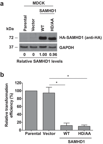 Figure 2. Inhibition of JSRV-Env-induced transformation by SAMHD1 is independent of its dNTPase activity. (a) Stable expression of human HA-tagged wild-type (WT) SAMHD1 and the dNTPase-defective HD/AA-SAMHD1 in the MDCK stable cell lines was detected by immunoblotting. GAPDH was a loading control. Relative levels of SAMHD1 were quantified by densitometry analysis and normalized by GAPDH levels. (b) MDCK cell lines stably expressing WT-SAMHD1 or HD/AA-SAMHD1 along with parental and vector control cells were transfected with a plasmid encoding JSRV Env. Four weeks post-transfection, transformed foci were counted and plotted. Presented data were obtained from 3 independent experiments. *, p ≤ 0.017.
