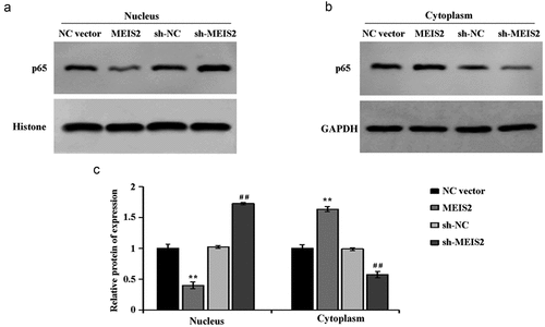 Figure 4. MEIS2 inhibits NF-κB signaling pathway activity in B-CPAP cells