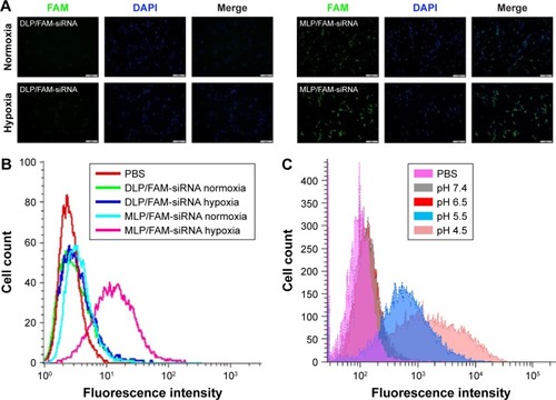 Figure 5 The fluorescence microscopy images and flow cytometry assay for intracellular uptake of MLP/siRNA by C6 cells.Notes: (A) Fluorescence microscopy images of C6 cells with MLP/FAM-siRNA and DLP/FAM-siRNA incubation under hypoxia and normoxia for 4 h (scale bars =200 μm). (B) Flow cytometric analysis of MLP/FAM-siRNA and DLP/FAM-siRNA uptake by C6 cells under hypoxia and normoxia for 4 h. (C) Cellular uptake of MLP/FAM-siRNA was analyzed by flow cytometry under pH values 7.4, 6.5, 5.5, and 4.5.Abbreviations: DLP, Bis(palmitoyloxy)-3-(dimethylamino)propane liposomes; MLP, O′1,O1-(3-(dimethylamino)propane-1,2-diyl) 16-bis(2-(2-methyl-5-nitro-1H-imidazol-1-yl) ethyl) di(hexadecanedioate) liposomes; PBS, phosphate-buffered saline; siRNA, small interference RNA; DAPI, 4′,6-diamidino-2-phenylindole.