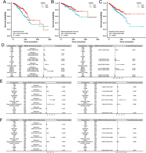 Figure 3 Correlation between GZMA expression and prognosis in breast cancer. (A) Overall survival (OS). (B) Disease-specific survival (DSS). (C) Progress free interval (PFI). Forest plot of univariate and multivariate Cox regression analysis for OS (D), DSS (E), and PFI (F).