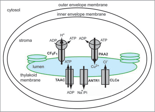 Figure 2 Current picture of thylakoid solute transporters from Arabidopsis thaliana. Chloroplasts are structurally organized in three membrane compartments (outer envelope, inner envelope and thylakoid membrane), and two soluble compartments (stroma and thylakoid lumen). The diagram shows the following transporters, that have been localized to the thylakoid membrane, and functionally characterized: the H+-translocating ATP synthase CF0F1, the Cu2+-transporting P-type ATPase PAA2, the thylakoid ATP/ADP carrier TAAC, the Na+-dependent Pi transporter ANTR1, and the chloride channel CLCe.