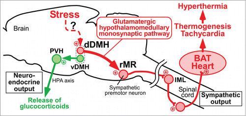 Figure 4. Schematic central circuits for sympathetic and neuroendocrine stress responses. Forebrain stress signals activate 2 groups of DMH neurons: dDMH neurons provide a direct glutamatergic input to sympathetic premotor neurons in the rMR to drive BAT thermogenesis and tachycardia contributing to PSH, and vDMH neurons provide a direct input to the PVH to drive a neuroendocrine outflow through the HPA axis to release stress hormones including glucocorticoids. Plus signs indicate excitatory neurotransmission. IML, intermediolateral nucleus. Modified from Kataoka et al.Citation14 © Elsevier. Permission to reuse must be obtained from the rightsholder.