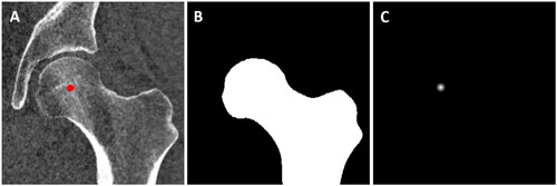 Figure 3. Input and targets for segmentation and landmark localization networks. (A) Example for an input image (CT scan) of a proximal femur with its annotated HJC. (B) Target label map for the segmentaion U-net. (C) Target heatmap for the landmark localization U-net.