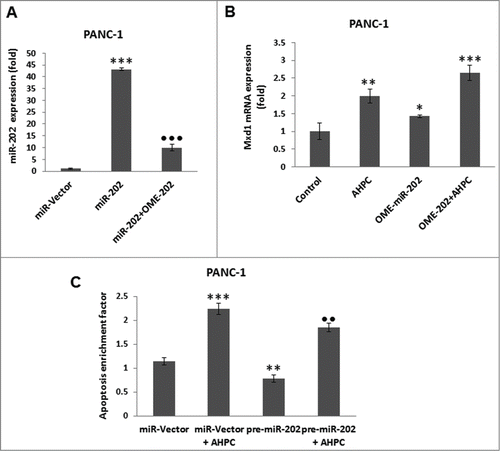 Figure 3. Inhibitor of miR-202 (OME-202) blocked the miR-202 mediated decrease of Mxd1 and pre-miR-202 overexpression induced apoptosis in PANC-1 cells. (A) Inhibitor 2′-O-methylated miR-202 (OME-202) inhibited miR-202 expression in transiently transfected cells. (B) OME-miR-202 alone and in the presence of 3-Cl-AHPC increased Mxd1 mRNA levels. Cells were transiently transfected with OME-miR-202 and then treated with 1 μM 3-Cl-AHPC for 24 h. (C) pre-miR-202 expression blocked the apoptosis in cells. The apoptosis induction was measured by cytoplasmic histone-associated-DNA-fragments using ELISA (enrichment factor = OD of PDCD5 expressed lysate / OD of vector lysate, OD at 405 nm-490 nm). Error bars represent the mean of 3 separate determinations ± SD. All pre-miR -202 expressed samples are significantly different from miR-vector. **, ***, and ••• (<0 .01 and <0 .001, respectively) were significantly different between control vehicle, ss-vector and ••• represented comparison between mi-202 to miR-202 + OME-202 treated samples.