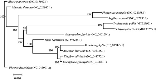 Figure 1. Maximum parsimony phylogenetic tree of T. pallida and other 12 species based on complete chloroplast genome sequences. The bootstrap support values shown next to the nodes were based on 1000 replicates.
