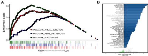 Figure 10 GSEA and GSVA of LAMC1. (A) The ordinate from left to right is high to low LAMC1 expression. (B) GSVA showed that the most obvious mutation was UV_RESPONSE_DN.