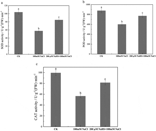 Figure 6. Effect of NaHS on antioxidant enzyme activity of millet seedlings under salt stress. a: SOD activity; b: POD activity; c: CAT activity. Each value is the mean of three biological replicates, with different lowercase letters indicating significant differences between treatments (P＜.05).