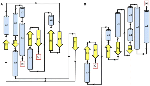 Figure 3 Secondary structure topology of TD domain of showing presence of 7 β-sheets and 7 α-helices in AtHK1 (A) and 5 β-sheets and 7 α-helices in OsHK3b (B).