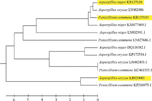 Figure 2. Comparative phylogenetic analysis of the Aspergillus niger (KR137638), Aspergillus oryzae (KR029081) and Penicillium commune (KR137639) [12].