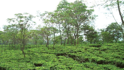 Figure 4 Erstwhile Adivasi homestead now taken over by plantations. Photo by author.