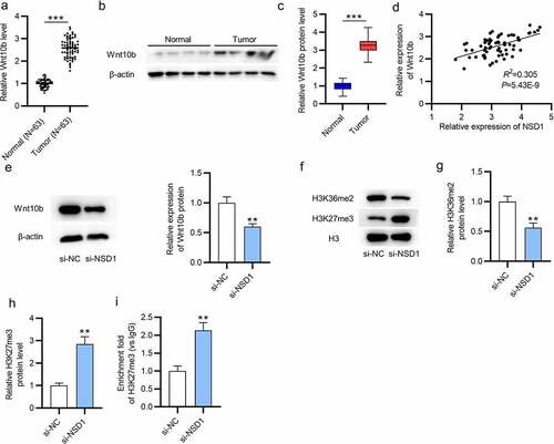 Figure 3. NSD1 level is positively correlated with Wnt10b level. (a-c) RT-qPCR and Western blotting of Wnt10b mRNA and protein levels in BC tissues. (d) GEPIA (http://gepia.cancer-pku.cn/detail.php) reveals the correlation between NSD1 expression and Wnt10b expression in BC tissues. (e) Western blotting of the Wnt10b protein level after transfection of si-NC or si-NSD1. (f-h) Western blotting assessed the levels of methylation-associated proteins after transfection. (i) CHIP assay of the H3K27me3 enrichment in the Wnt10b promoter. **p < 0.01, ***p < 0.001.