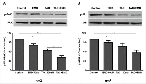 Figure 6. Effects of TAC and TAC+SGK1 inhibitor EMD638683 on FAK and Akt phosphorylation in MCF-7 cells. (A) MCF-7 cells were stimulated with 100 nM TAC, 50 μM EMD638683 or combined TAC+EMD638683 for 24 h. Following cell lysis equal amounts of total lysates were immunoblotted (IB) with a specific antibody against phospho-FAK and total FAK. Immunoblots were analyzed by densitometry. The intensity of phospho-FAK was normalized to the intensity of the corresponding total FAK band. Blots are from a representative experiment, whereas the relative fold decrease are indicated as mean values ± SEM from n = 3 independent experiments with that of untreated cells taken as 1 (*P < 0.05; **P < 0.01 ***P < 0.001). (B) MCF-7 cells were stimulated with 100 nM TAC, 50 μM EMD638683 or combined TAC+EMD638683 for 24h. Following cell lysis equal amounts of total lysates were immunoblotted (IB) with a specific antibody against phospho-Akt and total Akt. Immunoblots were analyzed by densitometry. The intensity of phospho-Akt was normalized to the intensity of the corresponding total Akt band. Blots are from a representative experiment, whereas the relative fold decrease are indicated as mean values ± SEM from n = 5 independent experiments with that of untreated cells taken as 1 (*P < 0.05; **P < 0.01).