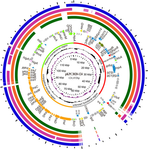 Figure 2 Circular map of the plasmid pKPC3020-124 and comparative genomics analysis with its humongous plasmids. Counting from the center toward outside: (1) the scale in bp. (2) GC skew (G-C/G+C), with a positive GC skew toward the outside and a negative GC skew toward the inside. (3) GC content, with an average of 50%, whereby a G+C content of more than 50% is shown toward the outside, otherwise, inward. (4) Functional regions of multidrug resistance, conjugation, maintenance and unknown function. (5) Genes encoded in the leading strand (outwards) or the lagging strand (inwards). The plasmid pKPC3020-124 (CP061355) was used as the reference sequence and was compared to the sequences of (6) pBK34397 (KU295132.1), (7) p628-KPC (KP987218.1), (8) pKPHS2 (CP003224.1) and (9) pS1-KPC2 (MN615880.1). Genes with different functions are shown in different colors: red, antibiotic resistance; blue, mobile genetic elements; orange, transfer conjugation; light green, plasmid stability and replication; brown, heavy metal resistance; pink, toxin-antitoxin system; yellow, DNA metabolism; and gray, hypothetical proteins/genes with unknown functions.