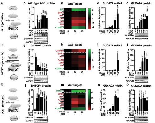 Figure 4. Regulation of GUCA2A expression by APC-β-catenin-TCF signaling in human colon cancer cells.(a-b) HT29 cells carrying a transgene containing wildtype APC under a zinc-inducible promoterCitation43 and treated with 300 μM zinc express wild type APC, with an associated loss of β-catenin, in a time-dependent fashion. (c) Induction of wildtype APC reduced (red) downstream transcriptional targets upregulated by β-catenin-TCF signaling and increased (green) transcriptional targets downregulated by β-catenin-TCF signaling. (D-E) Wildtype APC induced expression of GUCA2A (d) mRNA and (e) protein. (f-g) A transgene containing an siRNA to β-catenin under the control of a doxycycline-inducible promoter in LS174T cellsCitation10,Citation44 suppressed the accumulation of β-catenin when treated with 1 μg/mL doxycycline. (h) Suppression of β-catenin reduced (red) downstream transcriptional targets upregulated by β-catenin-TCF signaling and increased (green) transcriptional targets downregulated by β-catenin-TCF signaling. (i-j) Suppression of β-catenin induced expression of GUCA2A (i) mRNA and (j) protein. (k-l) A transgene containing DNTCF under the control of a doxycycline-inducible promoter in DLD1 cellsCitation10,Citation44 inhibited TCF activity when treated with 1 μg/mL doxycycline. (m) Induction of DNTCF reduced (red) downstream transcriptional targets upregulated by β-catenin-TCF signaling and increased (green) transcriptional targets downregulated by β-catenin-TCF signaling. (N-O) DNTCF induced expression of GUCA2A (n) mRNA and (o) protein. (c, h, m) Gene expression normalized to non-induced cells and transformed to a log2 scale. *, p < .05; **, p < .01; ***, p < .001; ****, p < .0001.