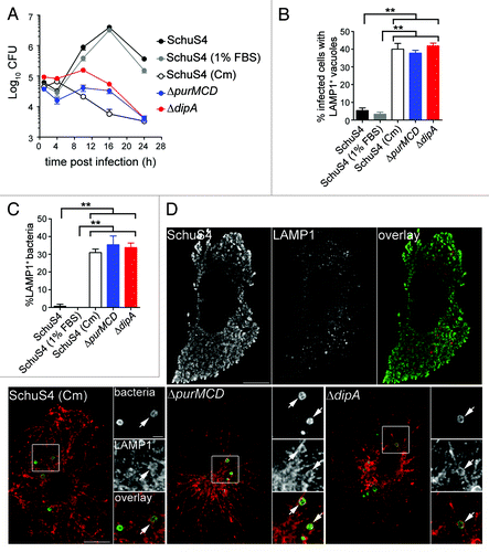 Figure 2. Intracellular replication-deficient Francisella are targeted into endosomal vacuoles in human MDMs. (A) Intracellular growth of SchuS4, SchuS4 (in 1% FBS-medium), SchuS4 treated with chloramphenicol at 6 h p.i., and its isogenic ΔpurMCD and ΔdipA mutants in MDMs. Intracellular bacteria were enumerated from CFUs at various times p.i. Data are means ± SD from a representative experiment performed in triplicate out of two independent repeats. (B) Quantification of infected cells containing bacteria enclosed within endosomal vacuoles at 20 h p.i. Infected MDMs were scored for number of infected cells with bacteria enclosed within LAMP1-positive compartments. At least 100 MDMs per experiment were scored for each condition. Data are means ± SD from three independent experiments. Asterisks indicate statistically significant differences (**p < 0.01, 1-way ANOVA, Tukey’s post-test). (C) Quantification of bacteria enclosed within endosomal vacuoles at 20 h p.i. Infected MDMs were scored for the number of bacteria enclosed within LAMP1-positive compartments. At least 100 bacteria per experiment were scored for each condition. Data are means ± SD from three independent experiments. Asterisks indicate statistically significant differences (**p < 0.01, 1-way ANOVA, Tukey’s post-test). (D) Representative confocal micrographs of MDMs infected for 20 h with either SchuS4 or its derivatives. Samples were processed for immunofluorescence labeling of bacteria (green) and LAMP1-positive membranes (red). Magnified insets show single channel images of the boxed areas. White arrows indicate bacteria of interest. Scale bars: 10 or 2 μm.