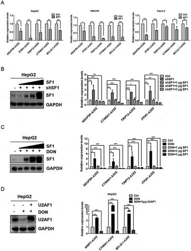 Figure 4. Overexpression of SF1 and U2AF1 weakens the alternative selection of 3ʹ splice sites under DON exposure. (A) HepG2, HEK293 and Caco-2 cells were transfected with 2 μg of SF1 expression vectors using Effectene (Qiagen), and the mRNA levels of transcripts with aberrant 3ʹ splice sites were quantitated by RT-qPCR. (B) SF1-knockdown HepG2 cells were transfected with increasing amounts of SF1. Cell lysates prepared from cell lines, as indicated, were subjected to SDS-PAGE and detected with anti-SF1 and GAPDH (as a control). The mRNA levels of transcripts with aberrant 3ʹ splice sites were quantitated by RT-qPCR. (C) HepG2 cells were first transfected with increasing amounts of SF1 for 24 h and then treated with 2 μg/mL DON for 48 h. Cell lysates prepared from cell lines, as indicated, were subjected to SDS-PAGE and detected with anti-SF1 and GAPDH (as a control). the mRNA levels of transcripts harbouring aberrant 3ʹ splice sites were quantitated by RT-qPCR. (D) HepG2 cells were transfected with 3 μg U2AF1 for 24 h and then treated with 2 μg/mL DON for 48 h. Cell lysates prepared from cell lines, as indicated, were subjected to SDS-PAGE and detected with anti-U2AF1 and GAPDH (as a control). the mRNA levels of transcripts harbouring aberrant 3ʹ splice sites were quantitated by RT-qPCR. The data (mean values ± standard deviations of three separate experiments) are presented as the fold-change with respect to the control group. Significant differences from the positive control and control groups are indicated by *P < 0.05, **P < 0.01 and ***P < 0.001.